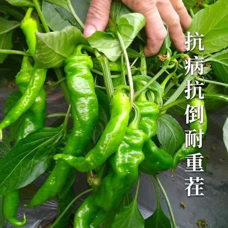 天禧辣椒种子早熟皮薄螺丝椒种子青椒种籽四季蔬菜种子