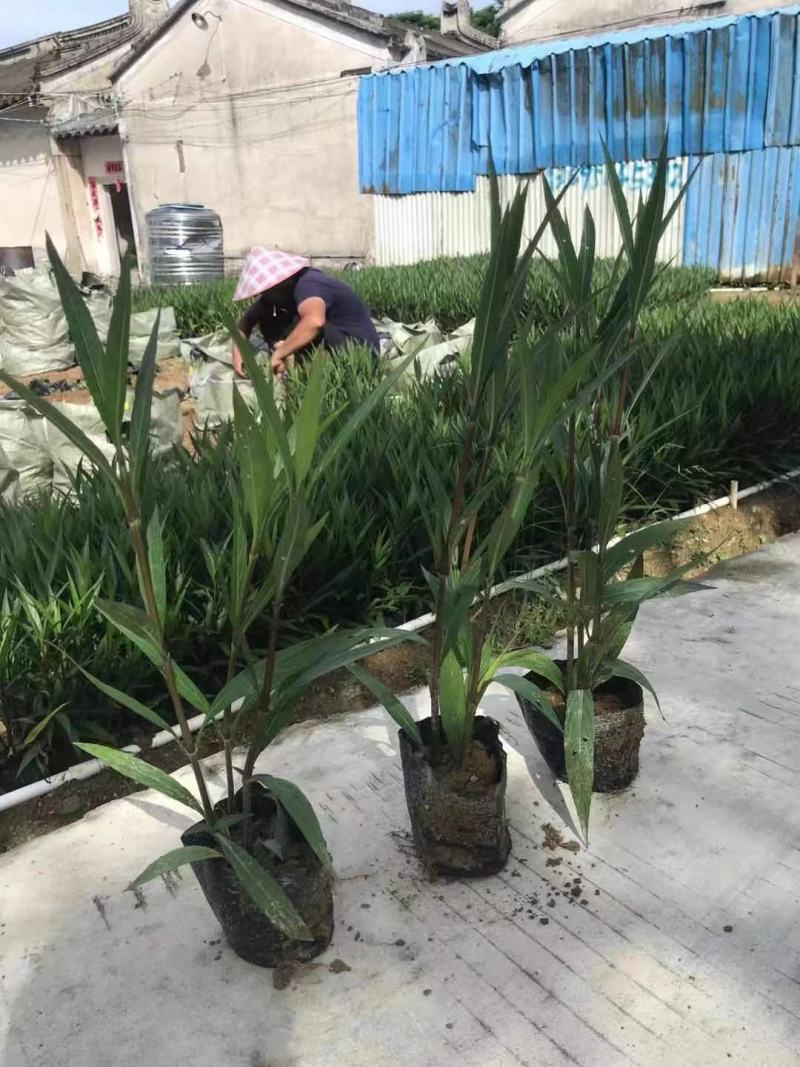 精品地被苗，翠芦莉，基地直供，数量有限