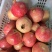 突尼斯软籽石榴