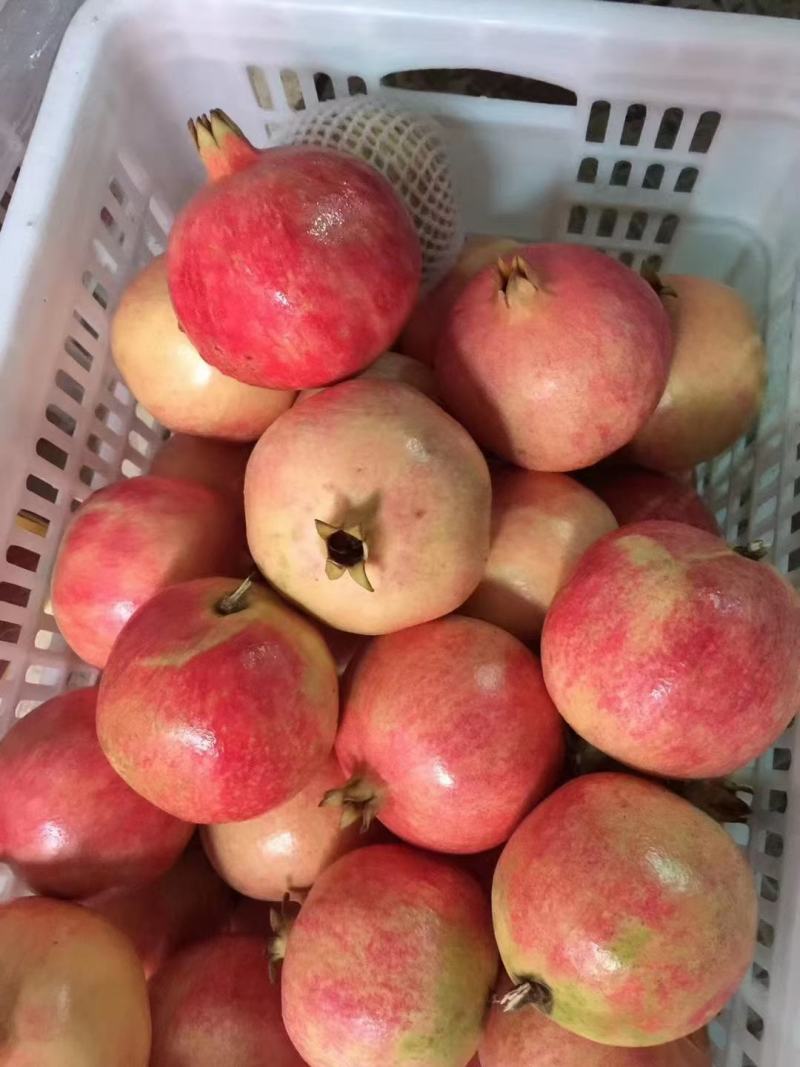 突尼斯软籽石榴