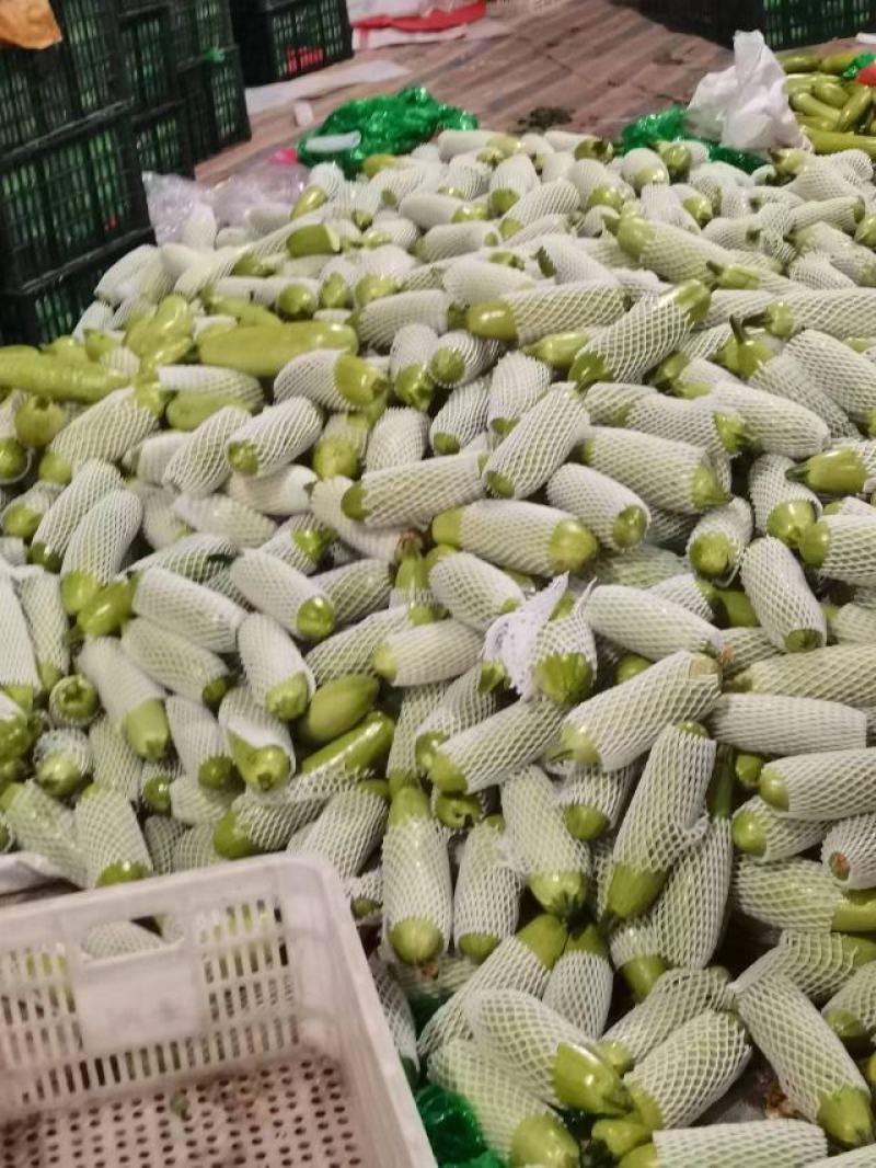 西葫芦品质优选，大量有货代发全国各地，负责包装装车，满足