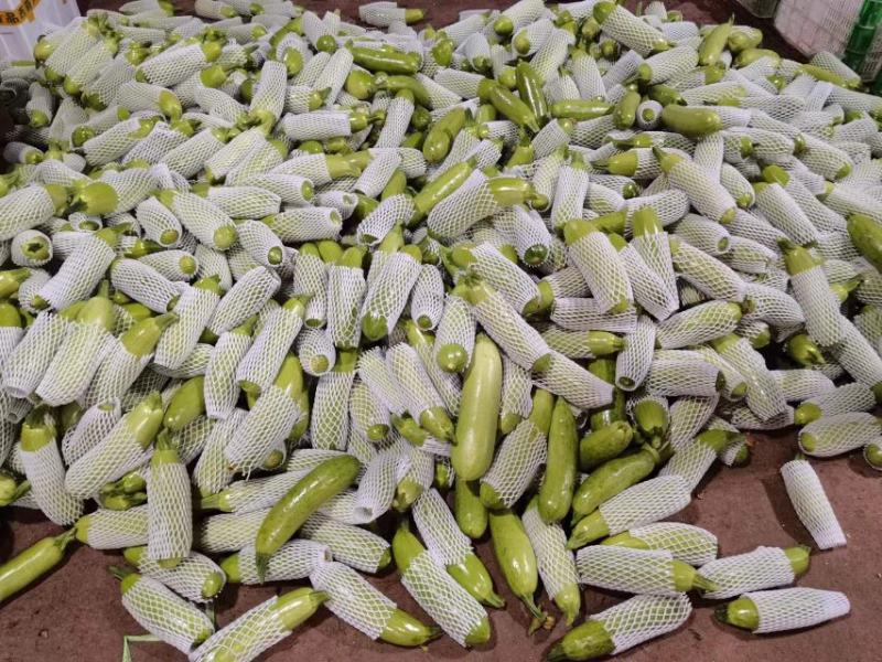 西葫芦品质优选，大量有货代发全国各地，负责包装装车，满足