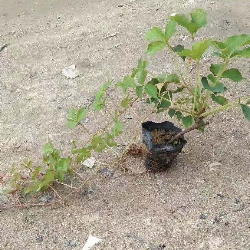 A溜货源，爬山虎地被苗，基地直供