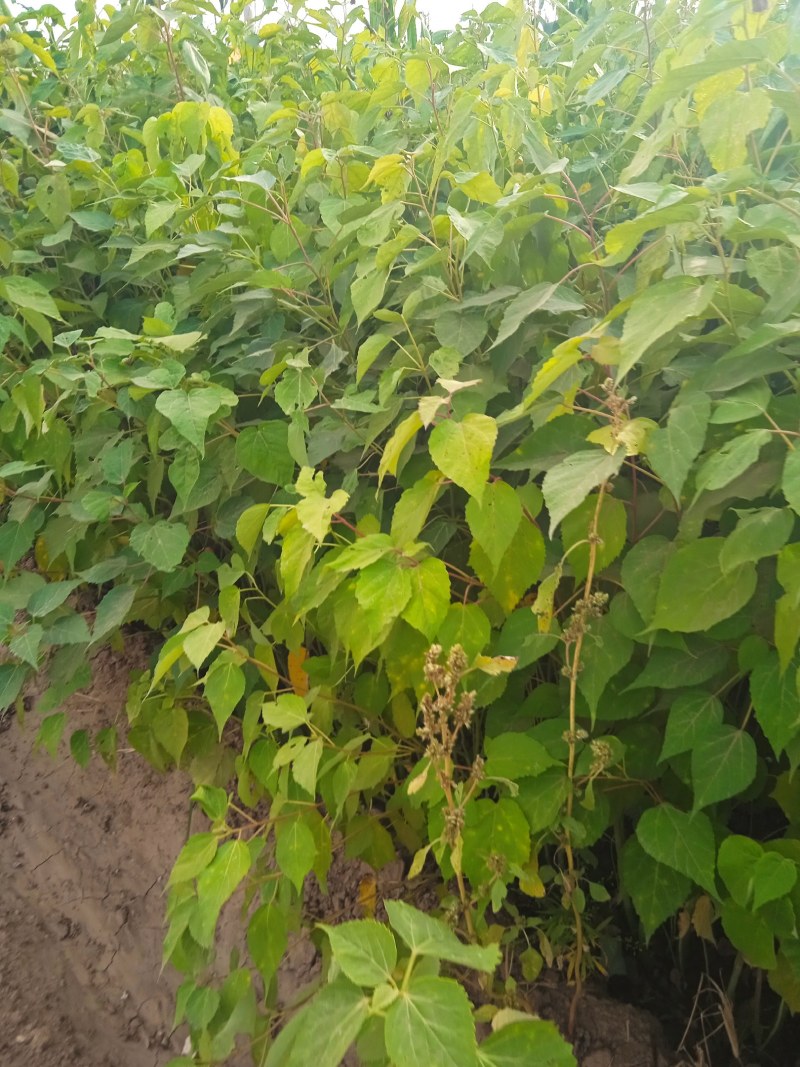 大花秋葵绿化花卉，花色鲜艳，别名木芙蓉，宿根花卉，