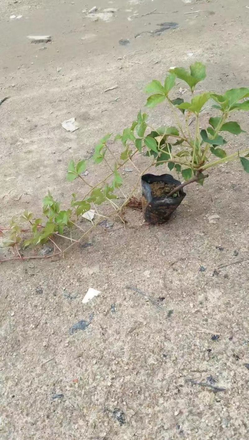 A溜货源，爬山虎地被苗，基地直供