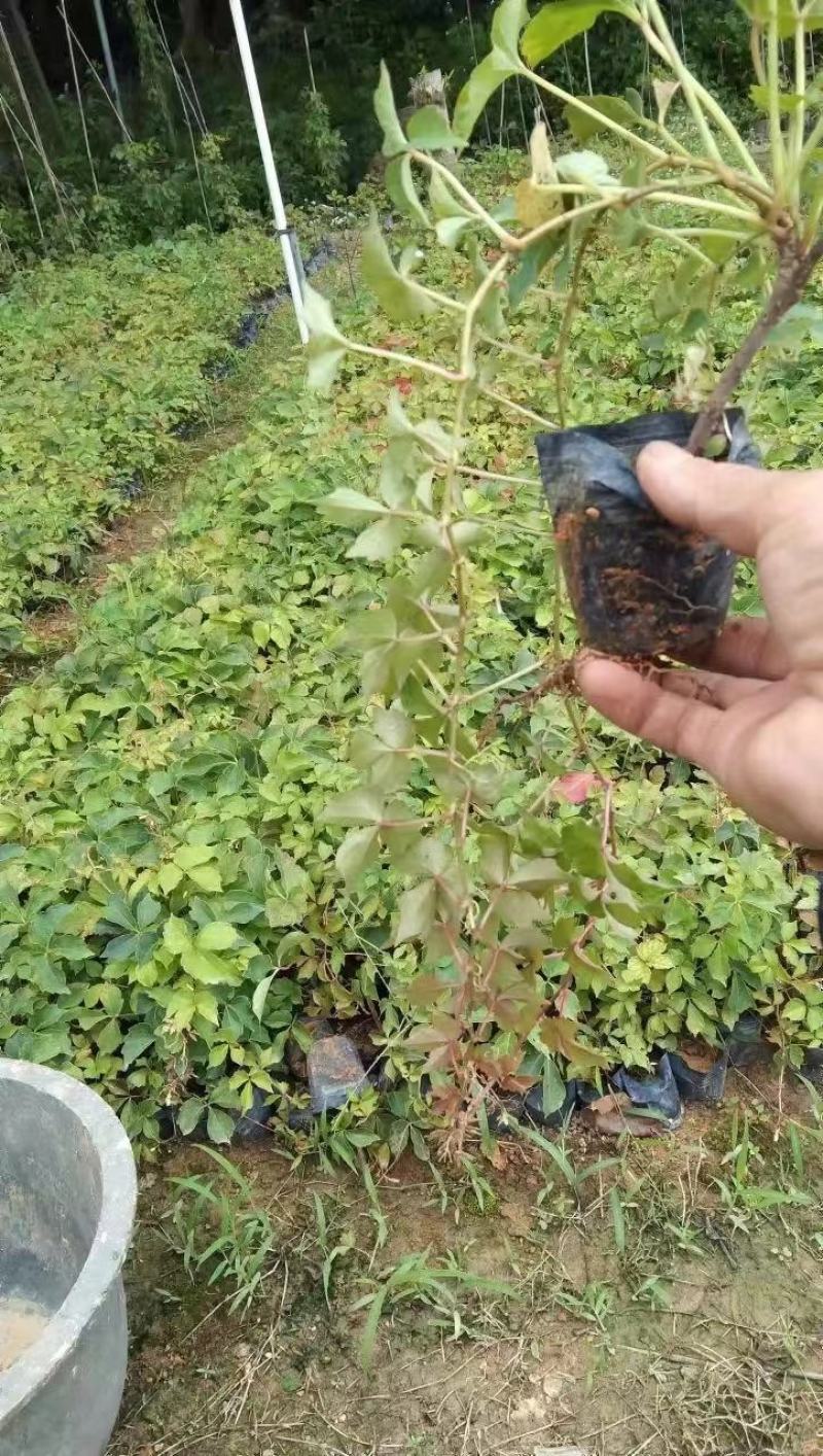 A溜货源，爬山虎地被苗，基地直供