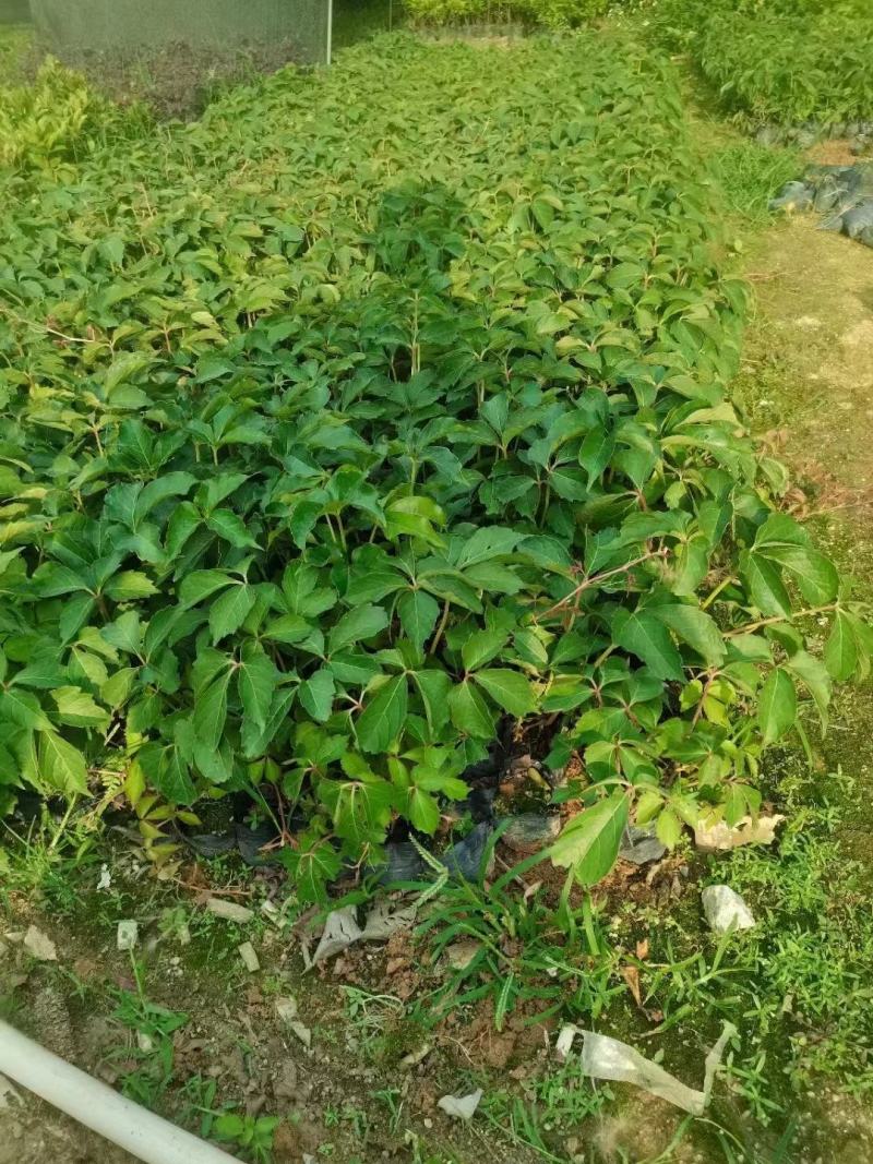 A溜货源，爬山虎地被苗，基地直供