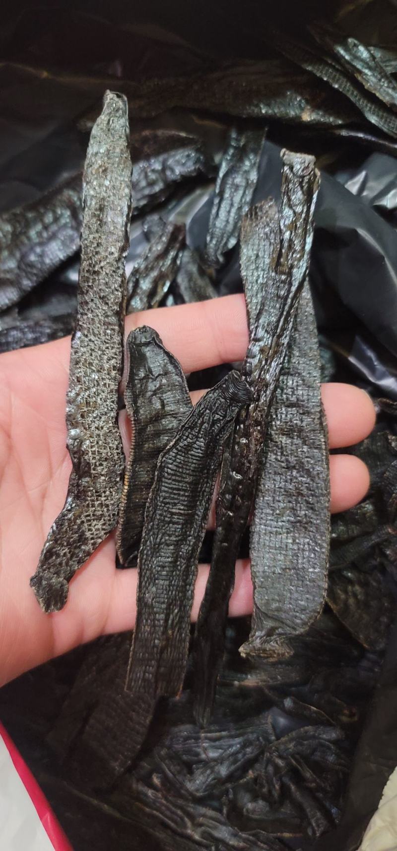 缅甸进口水蛭