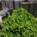 河南泡椒鲜辣椒大量上市大棚种植货量充足全国发货