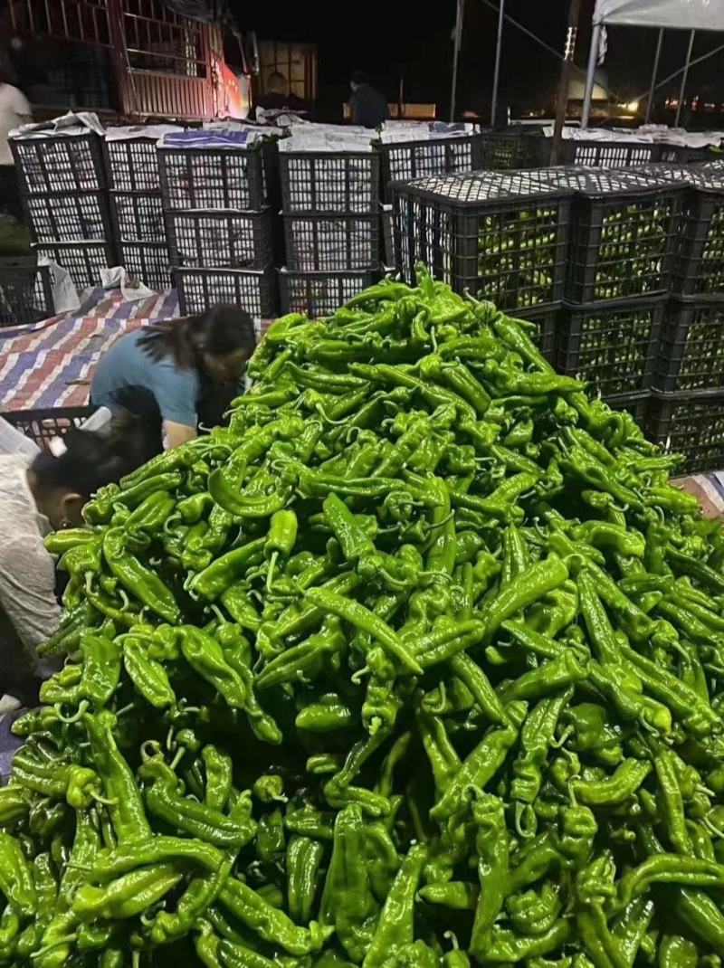 河南泡椒鲜辣椒大量上市大棚种植货量充足全国发货