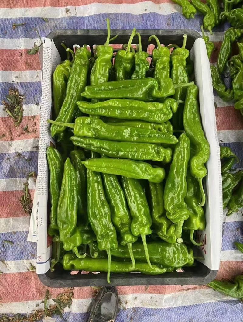 河南泡椒鲜辣椒大量上市大棚种植货量充足全国发货