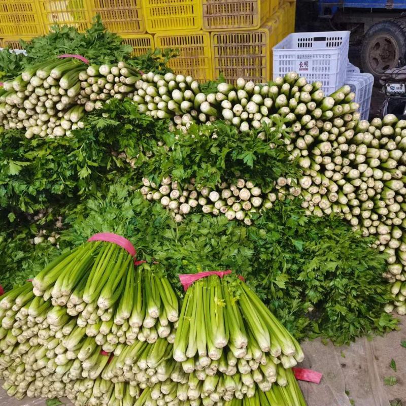 优质西芹品质优选新鲜，大量有货代发全国各地。