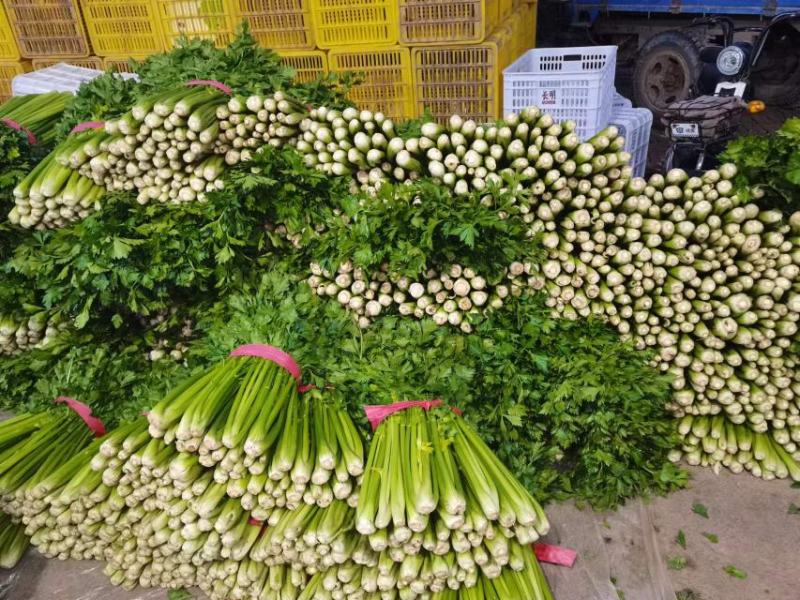 优质西芹品质优选新鲜，大量有货代发全国各地。