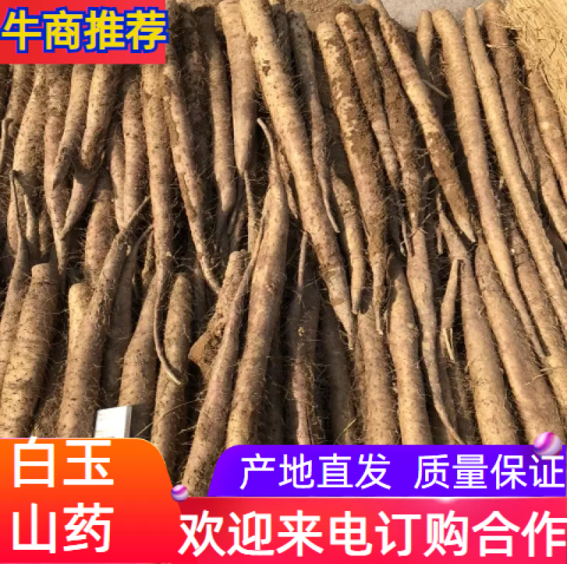 白玉山药，山药批发，保质保量产地直发可视频看货欢迎咨询