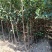 新品红玫瑰苹果苗甜脆苹果纯甜鲁丽华硕瑞雪烟富8苹果树苗