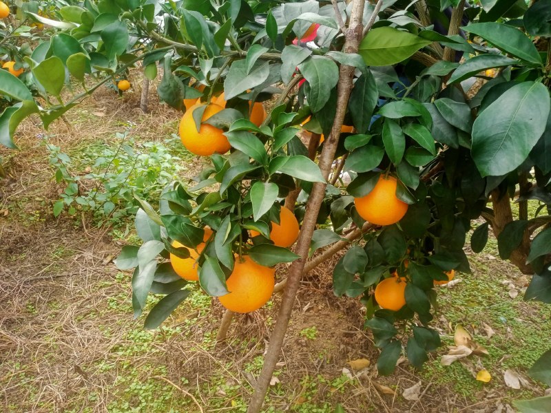 爱媛果冻橙产地实拍直发可视频看货对接各大市场