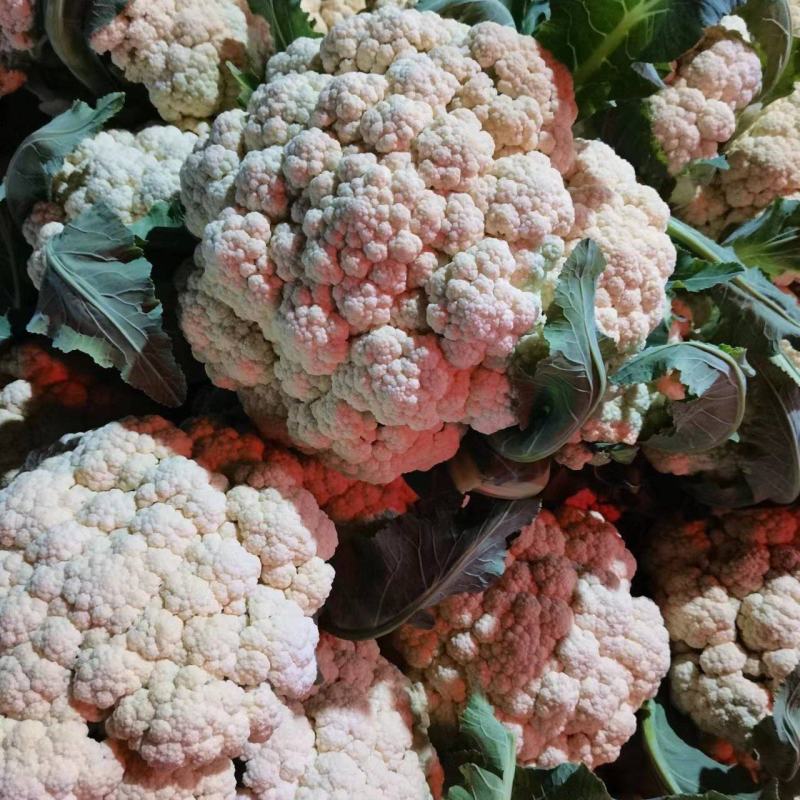 精品菜花，品质优选代发全国各地
