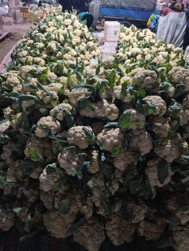 精品菜花，品质优选代发全国各地
