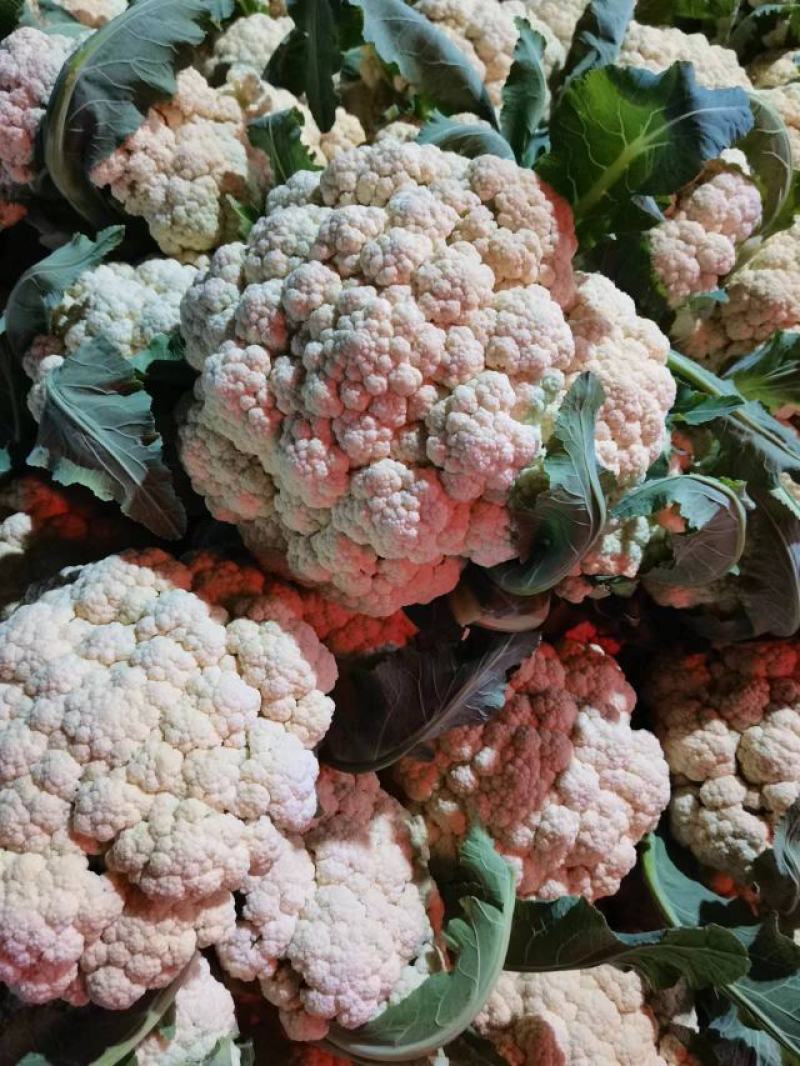 精品菜花，品质优选代发全国各地