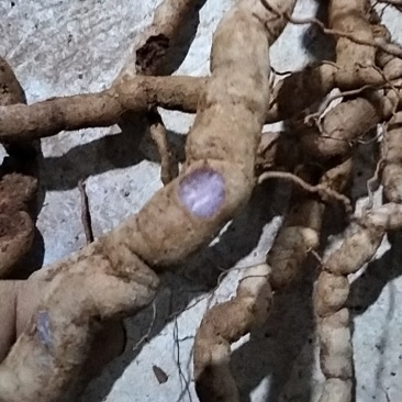 种植中大鲜货巴戟天