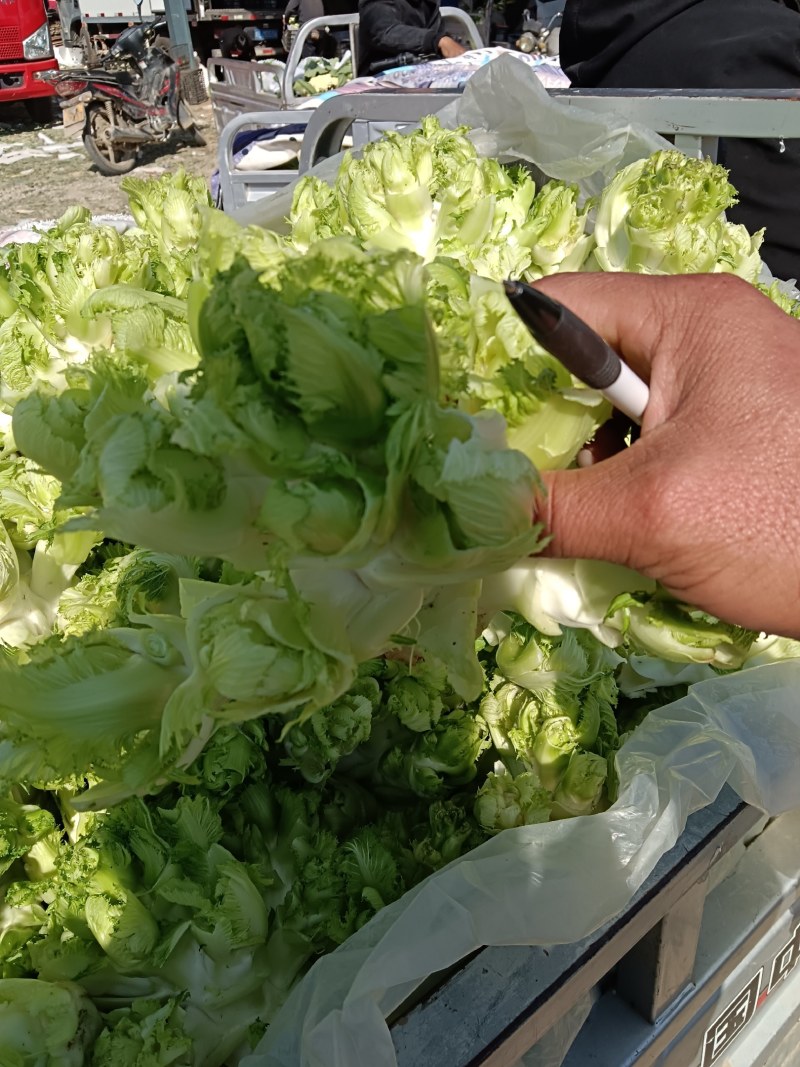 精品儿菜产地直发货源充足质量保障，欢迎新老客户前来咨询