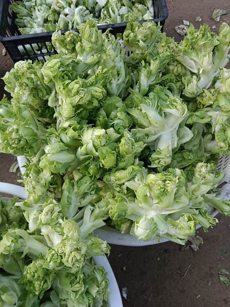 精品儿菜产地直发货源充足质量保障，欢迎新老客户前来咨询