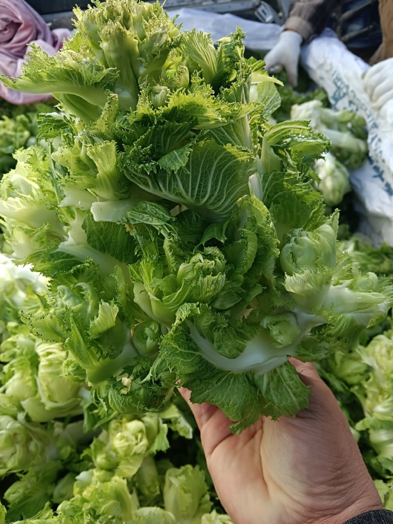 精品儿菜产地直发货源充足质量保障，欢迎新老客户前来咨询