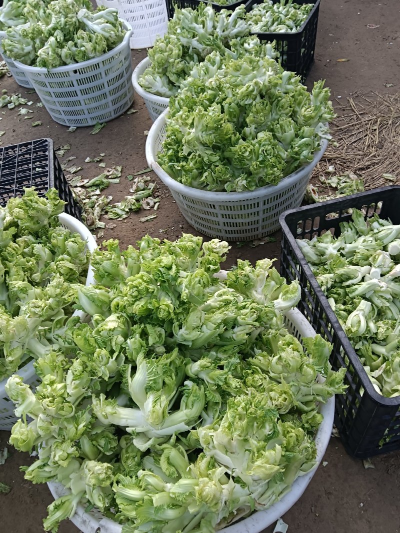 精品儿菜产地直发货源充足质量保障，欢迎新老客户前来咨询