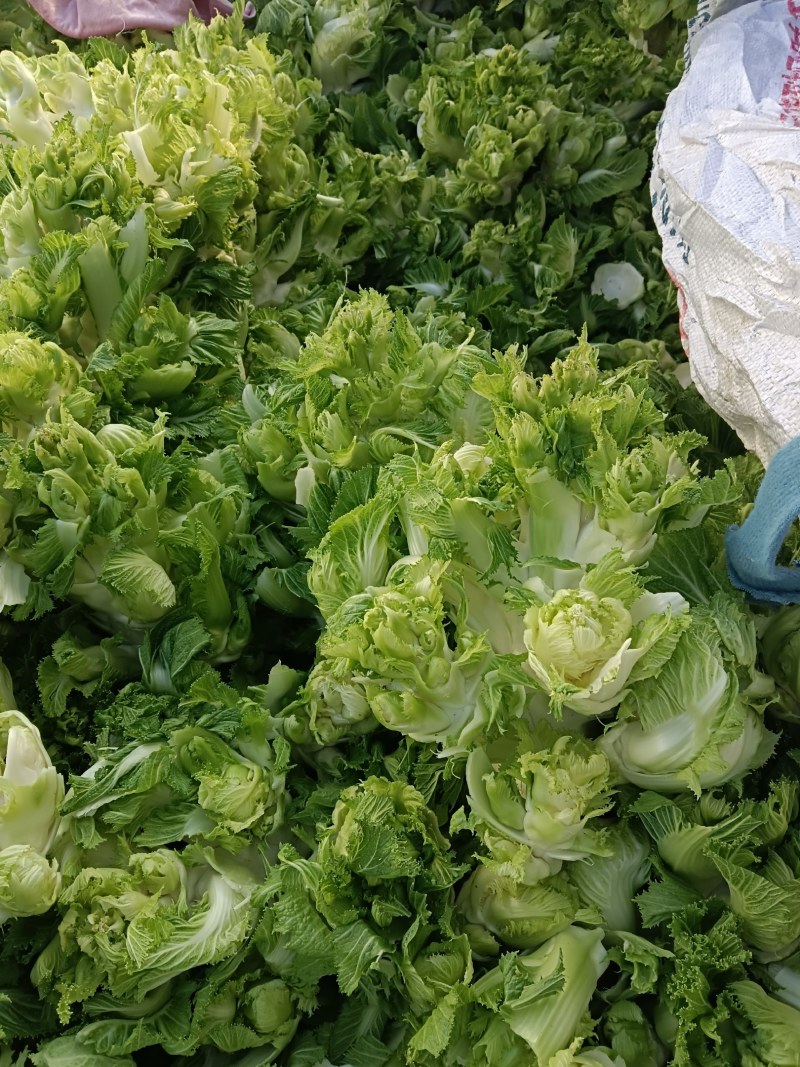 精品儿菜产地直发货源充足质量保障，欢迎新老客户前来咨询
