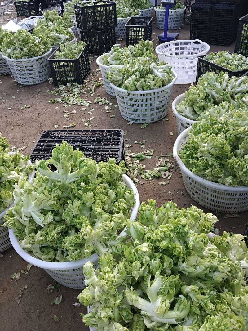 精品儿菜产地直发货源充足质量保障，欢迎新老客户前来咨询