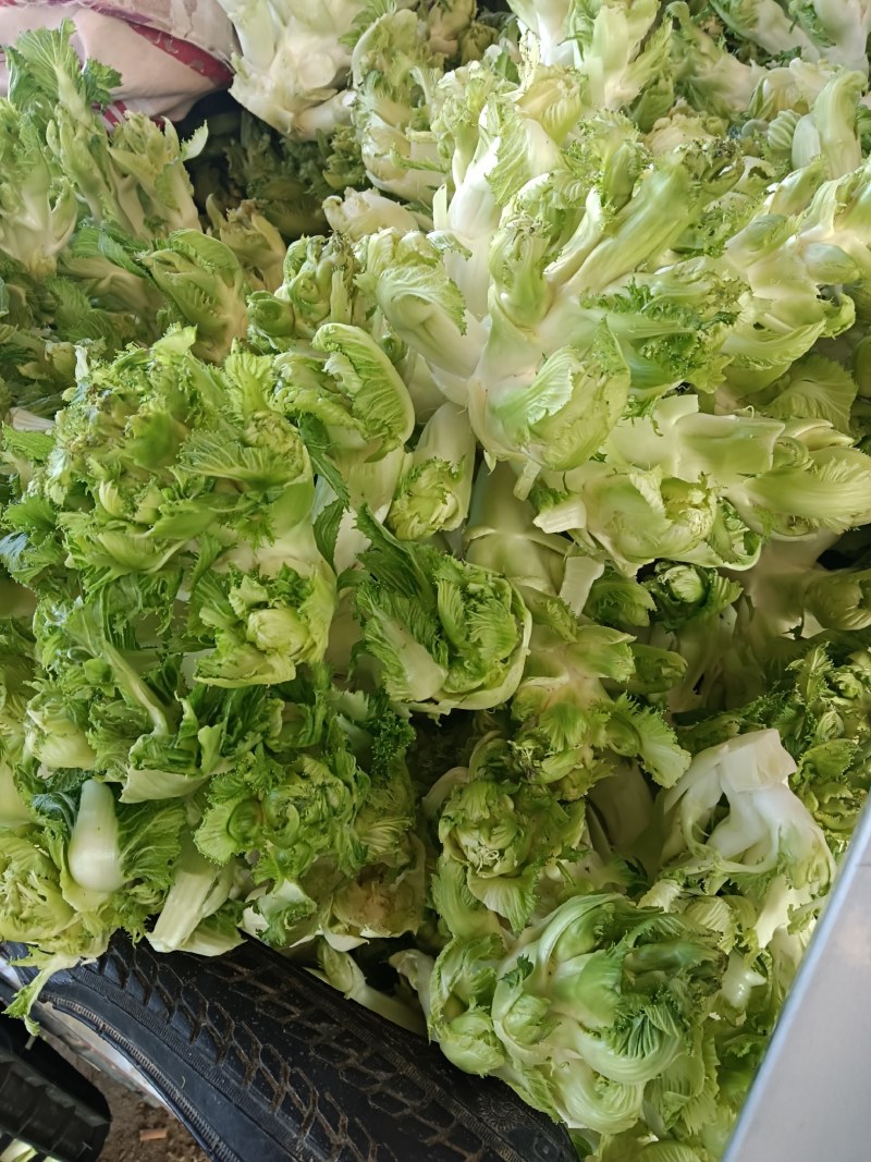 精品儿菜产地直发货源充足质量保障，欢迎新老客户前来咨询