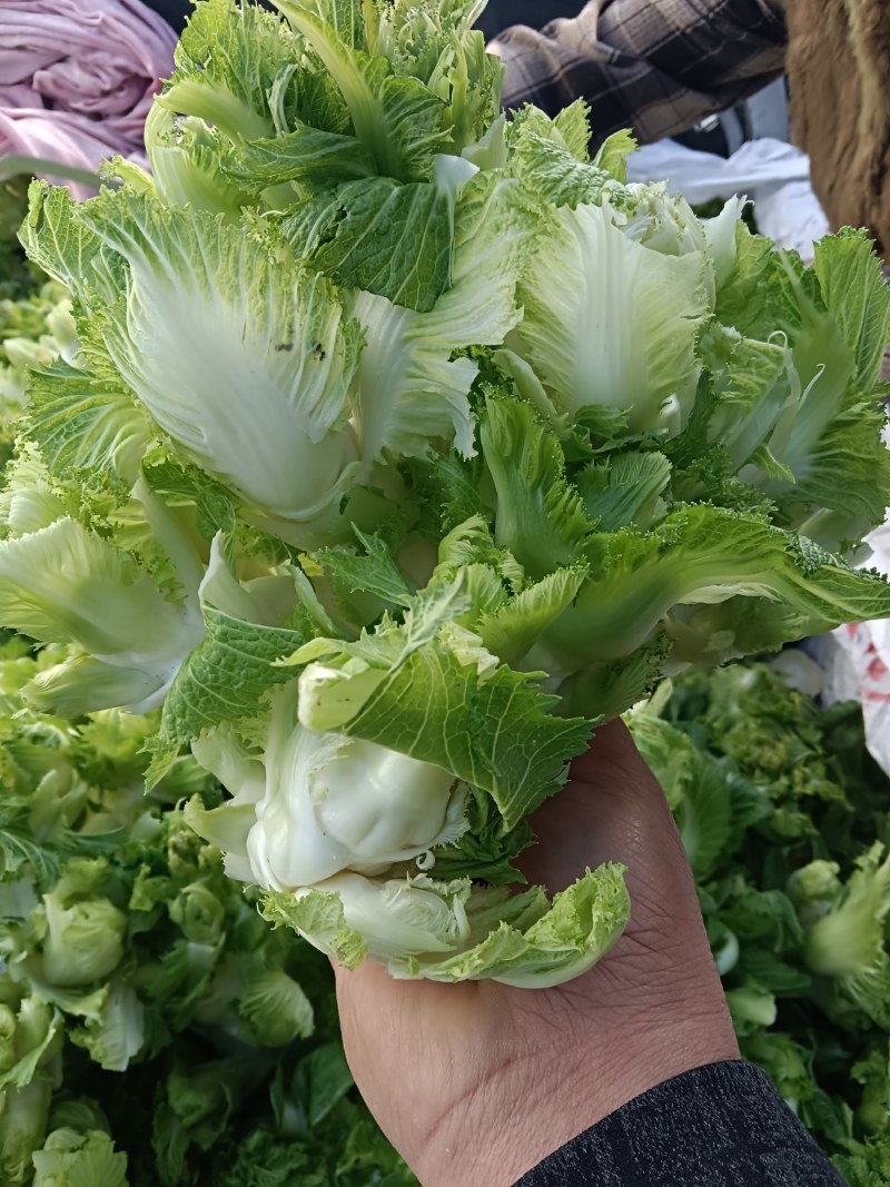 精品儿菜产地直发货源充足质量保障，欢迎新老客户前来咨询