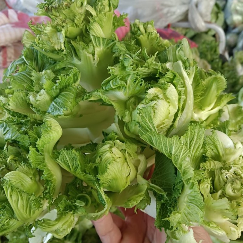 精品儿菜产地直发货源充足质量保障，欢迎新老客户前来咨询