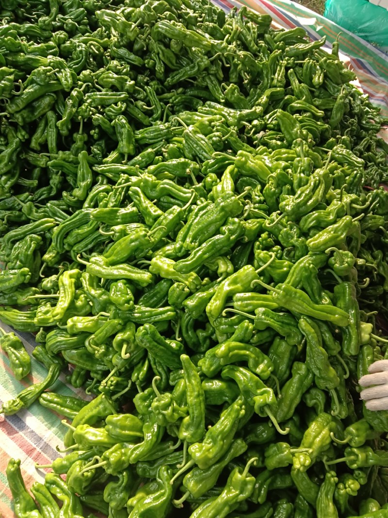 精品薄皮辣椒，芜湖椒301大量供应，一手货源，现摘现卖！