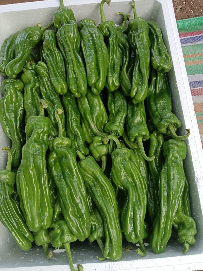 精品薄皮辣椒，芜湖椒301大量供应，一手货源，现摘现卖！