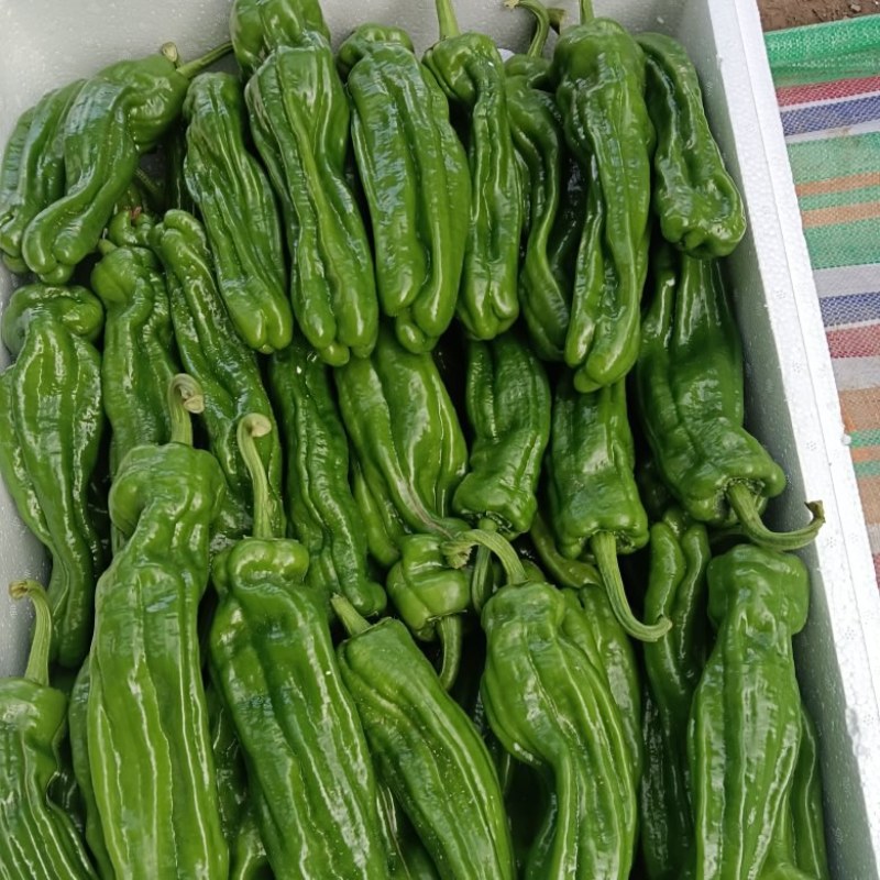 精品薄皮辣椒，芜湖椒301大量供应，一手货源，现摘现卖！