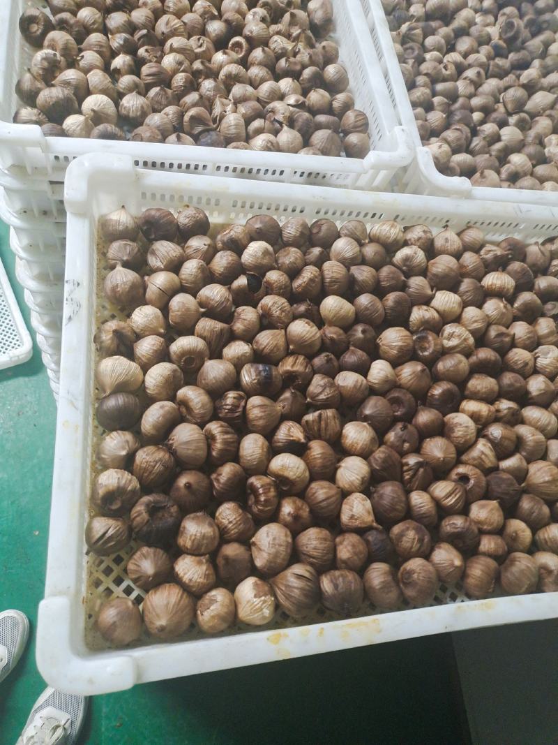 独头裂皮黑蒜发酵黑蒜批发价格工厂直供