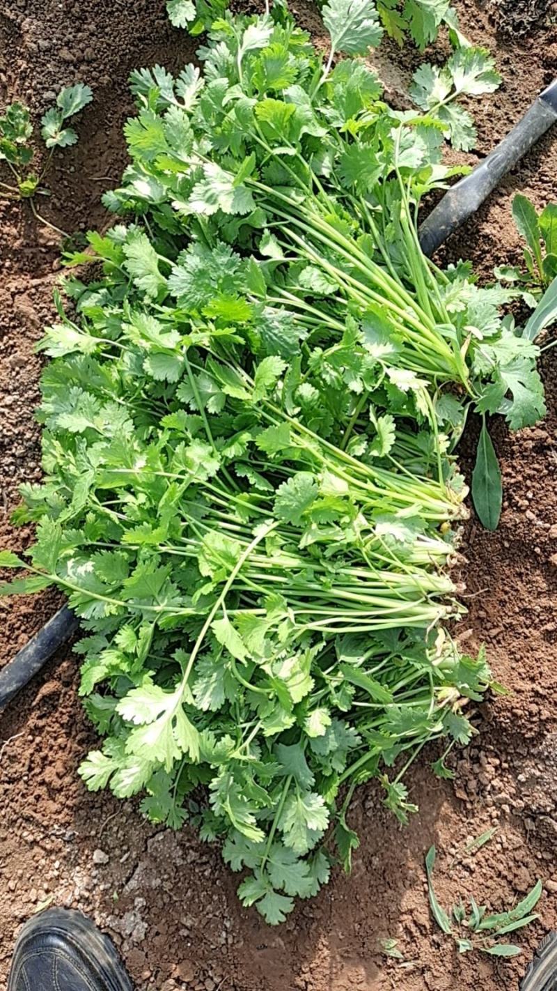 大量香菜