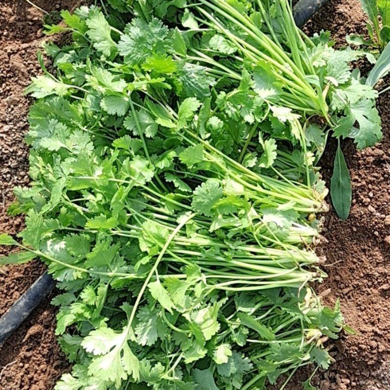 大量香菜