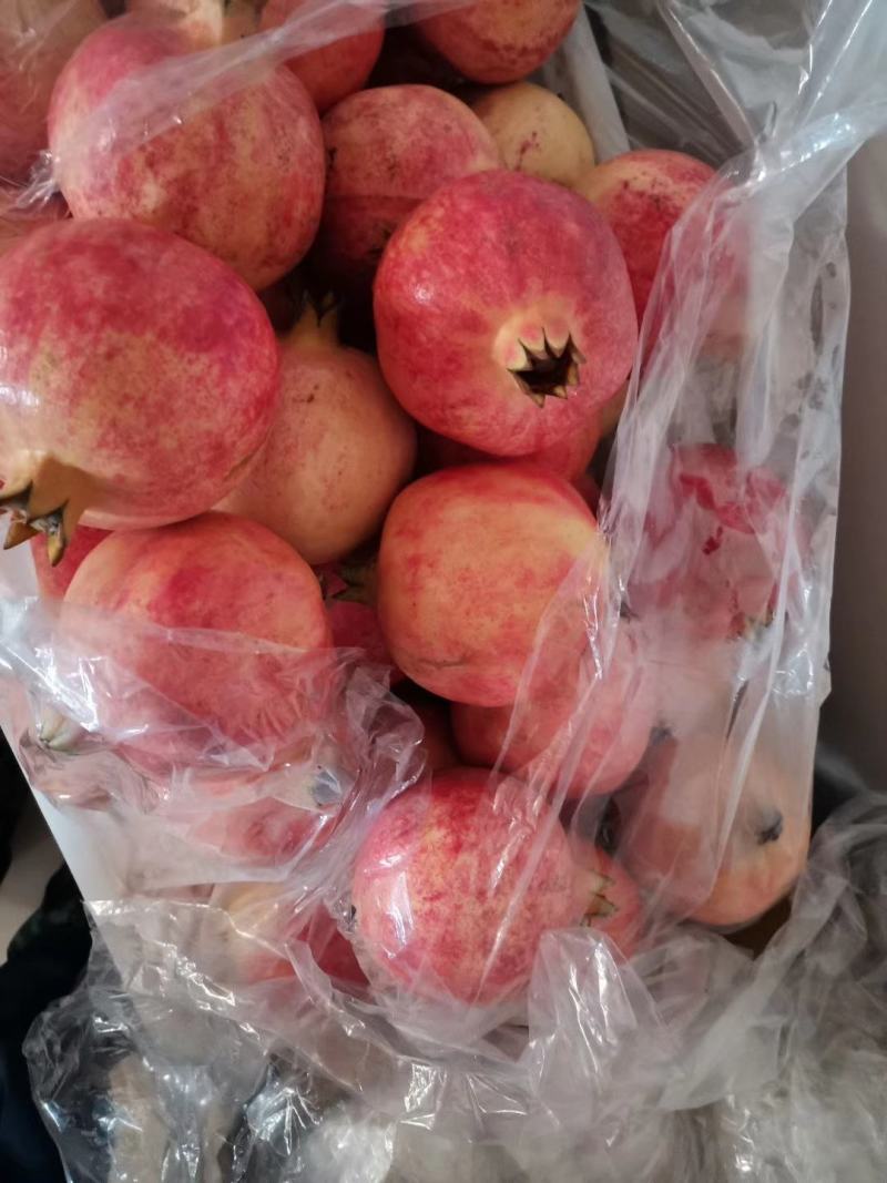 突尼斯软籽石榴