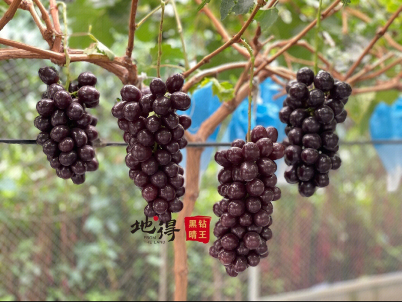 黑色极香葡萄苗黑色阳光玫瑰葡萄苗5BB3309M