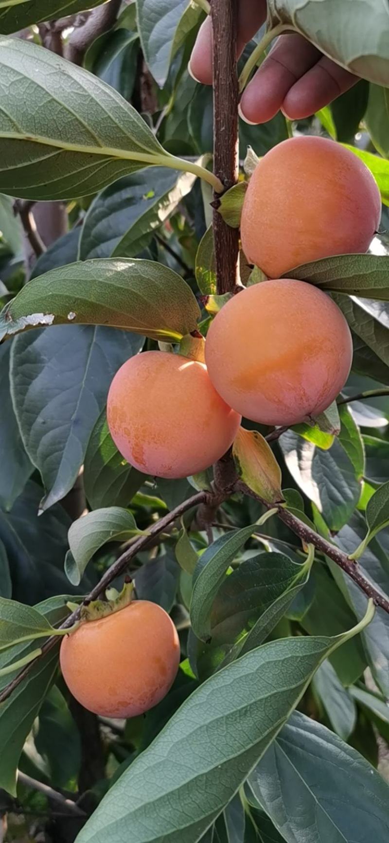 火葫芦火晶柿子软柿子冻柿子阳丰脆柿一件代发代收找车代加工