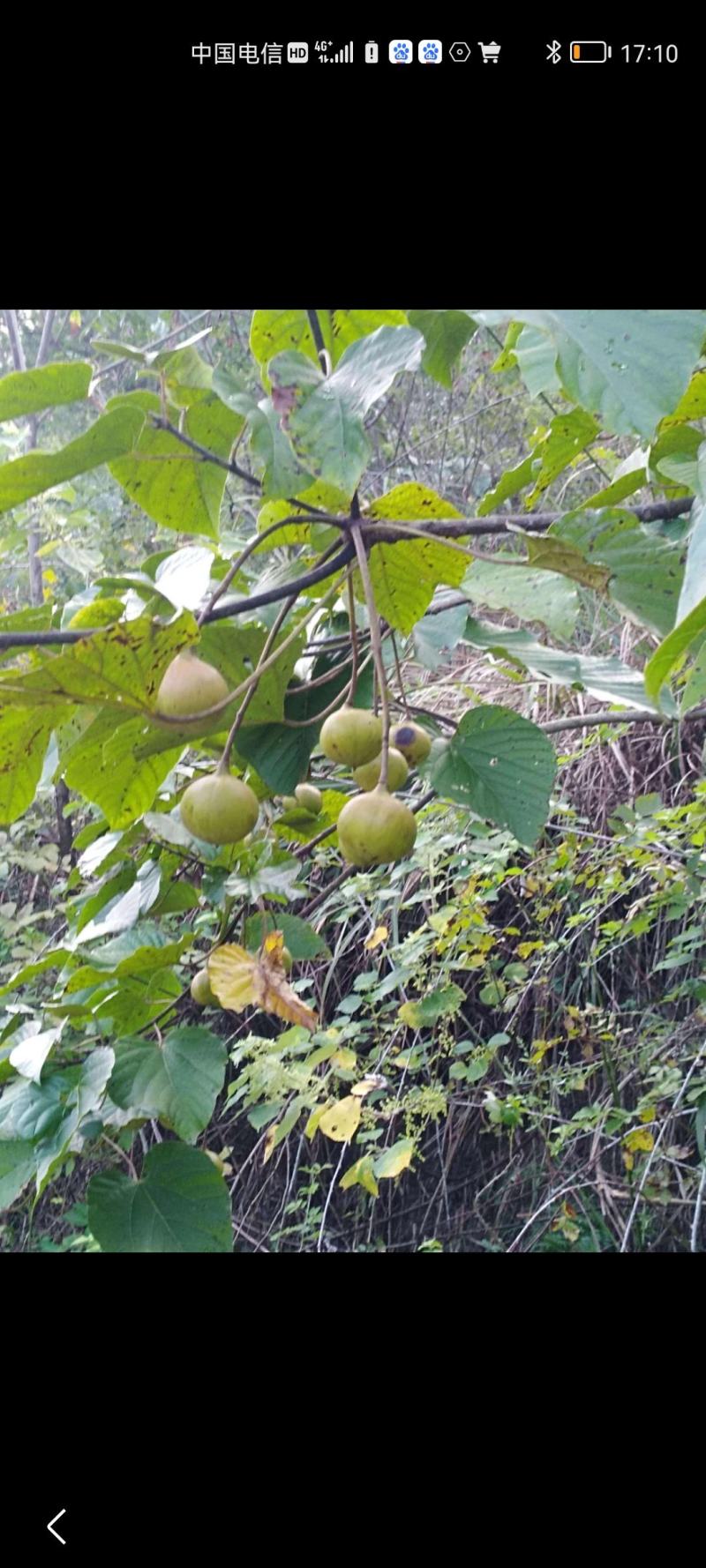油桐苗
