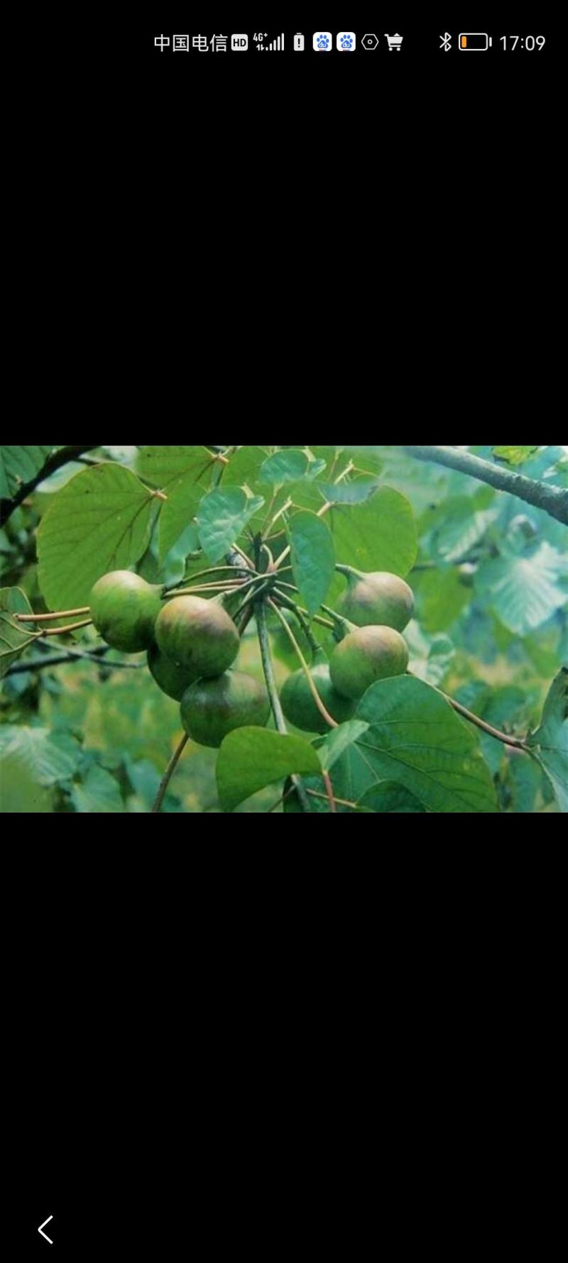 油桐苗