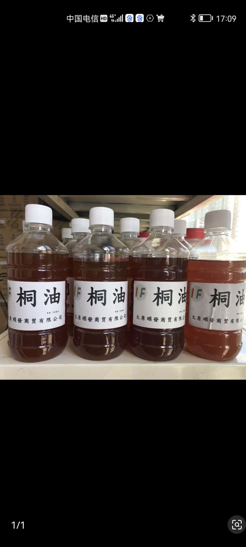 油桐苗