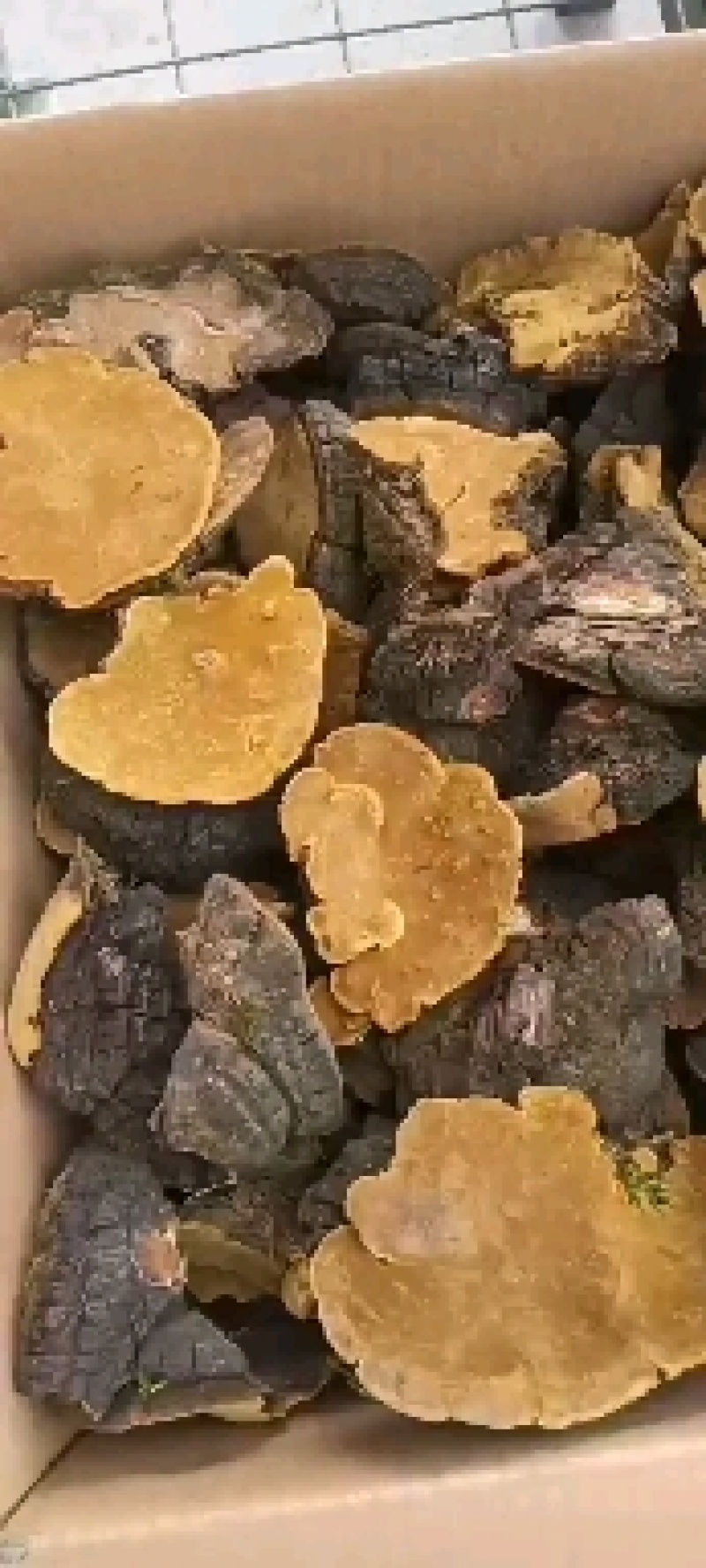 岩桑黄