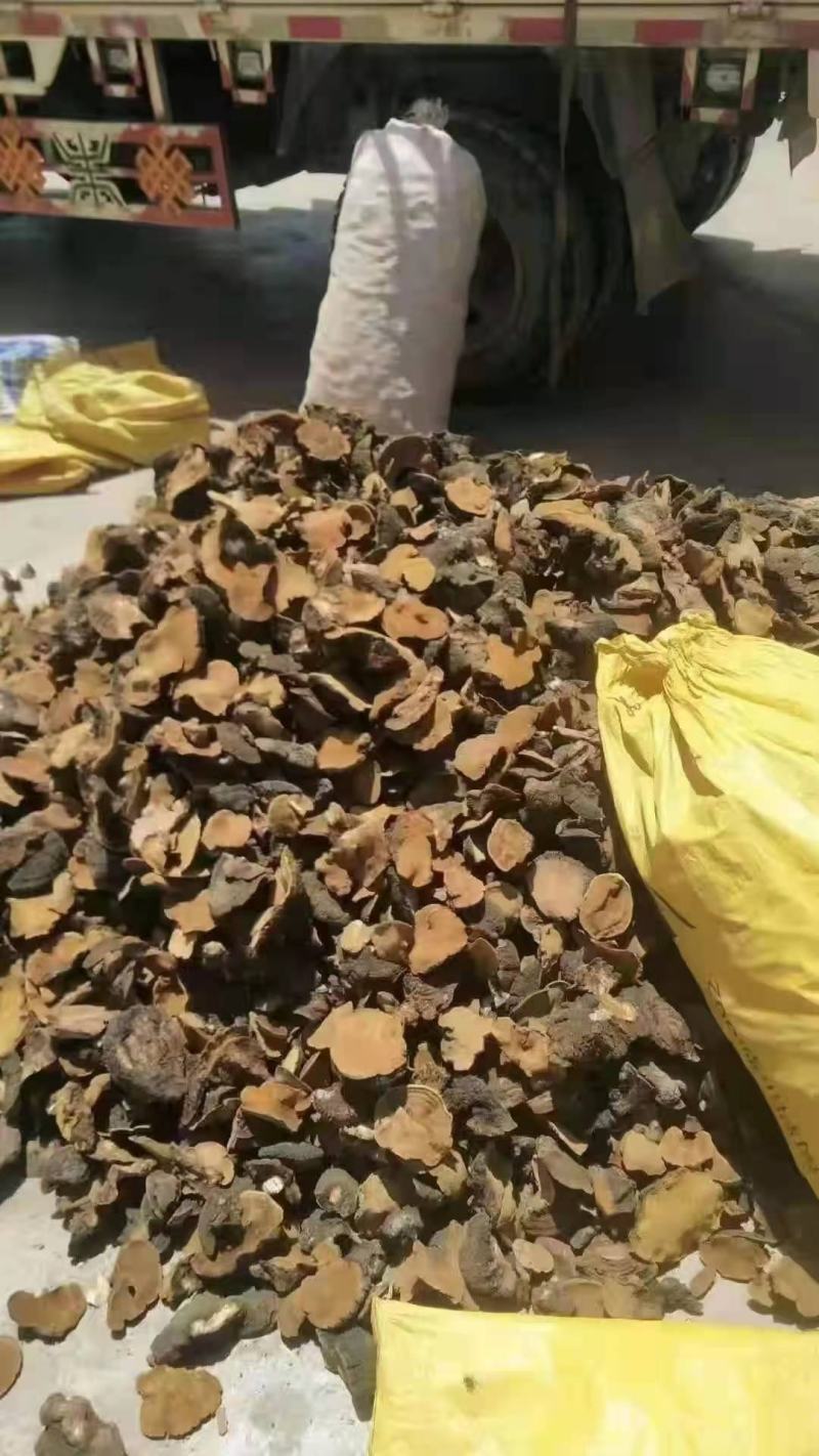 岩桑黄