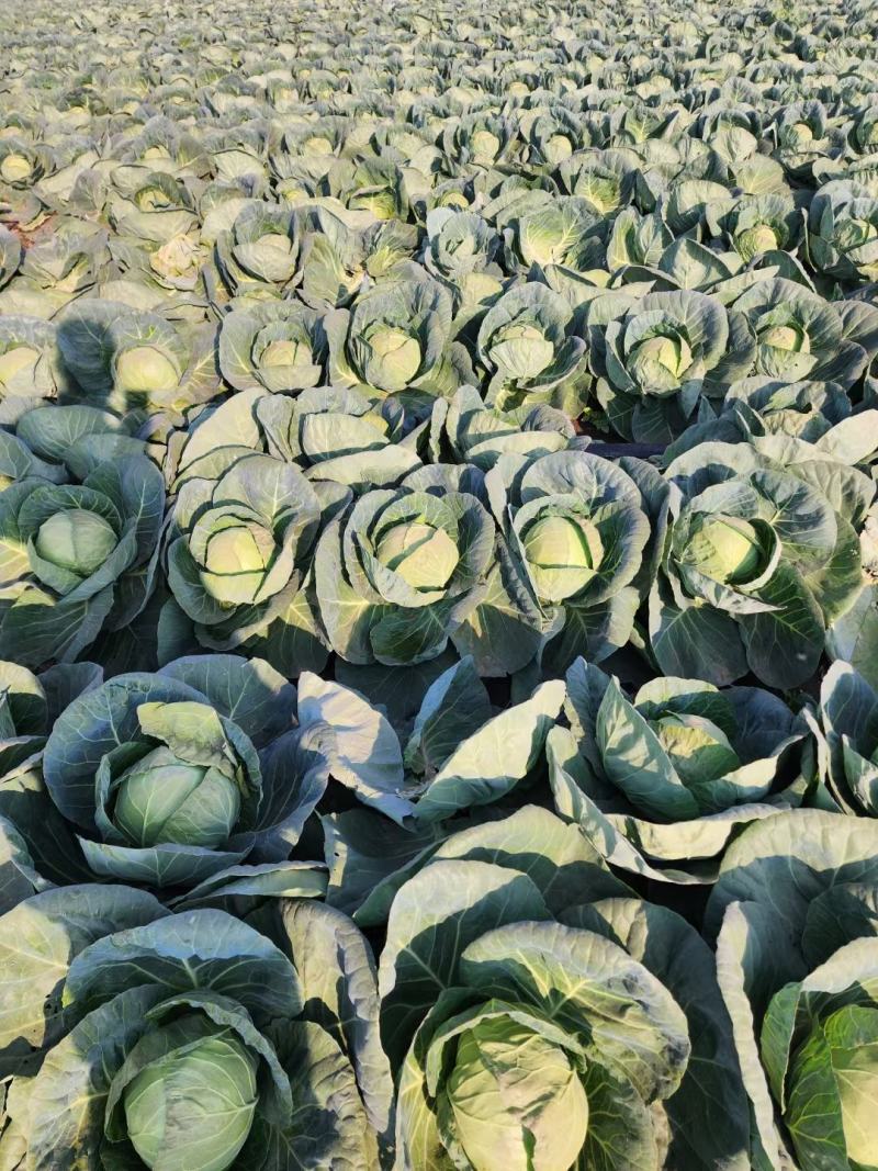 河南甘蓝大量上市/对接市场商超食堂全国发货