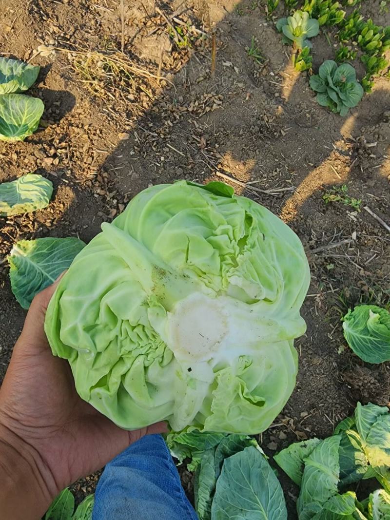 河南甘蓝大量上市/对接市场商超食堂全国发货