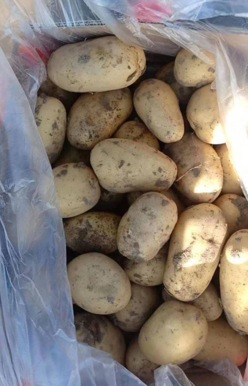 土豆河北土豆v7希森品种齐全大量现货具体价格来电